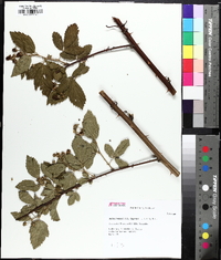 Rubus argutus image