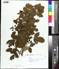 Rubus argutus image