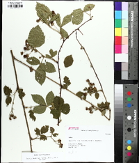 Rubus flagellaris image