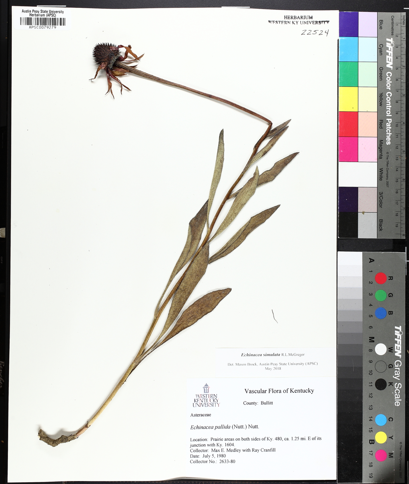 Echinacea simulata image
