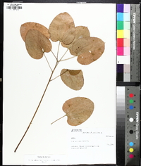 Smilax herbacea image