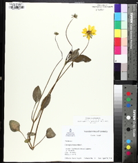 Coreopsis auriculata image