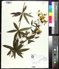 Coreopsis major image