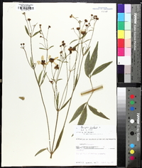 Coreopsis tripteris image