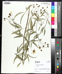 Coreopsis tripteris image