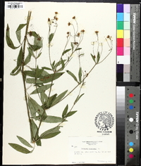 Coreopsis tripteris image