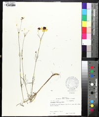 Coreopsis tinctoria image