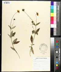 Coreopsis pubescens image