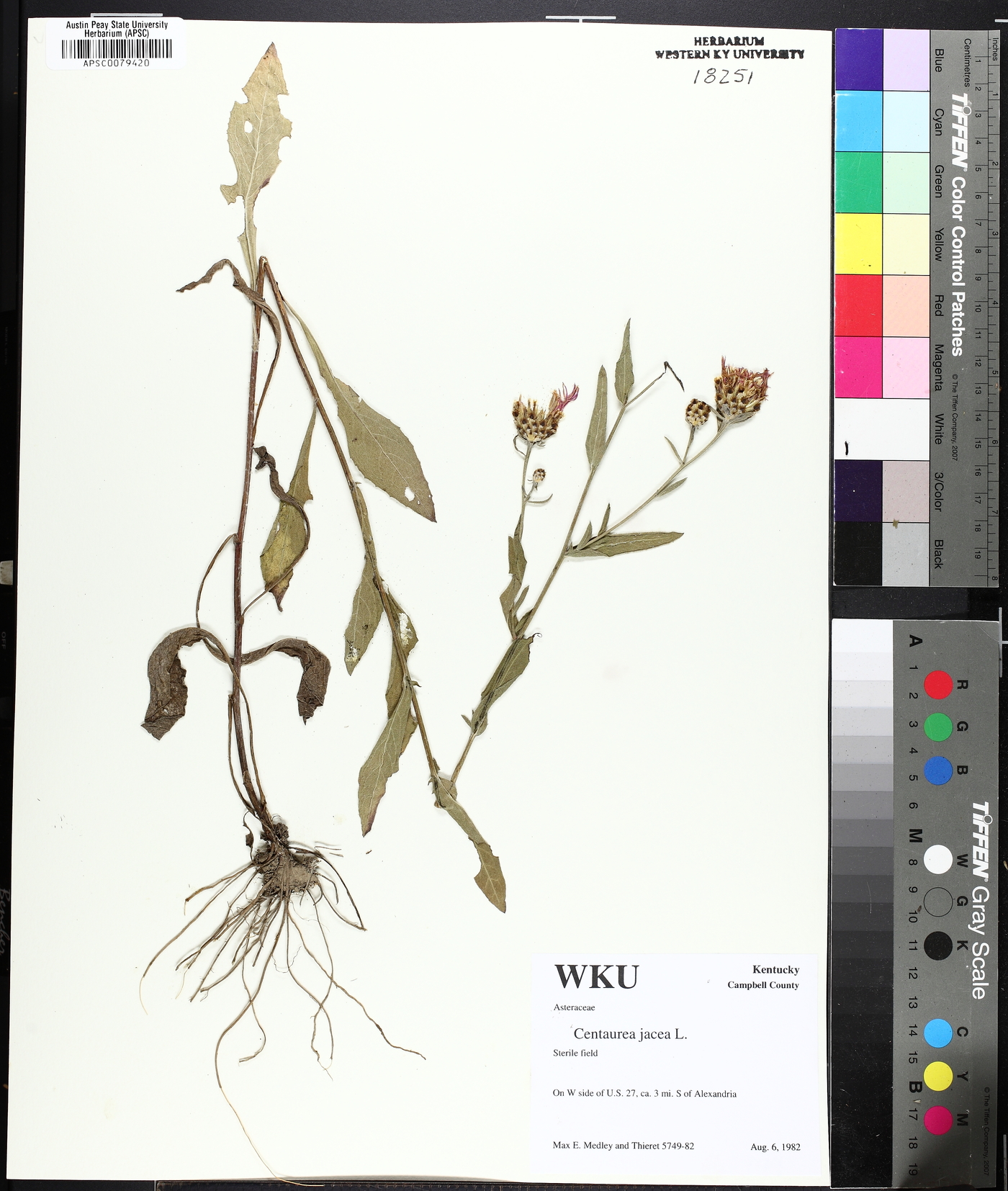 Centaurea jacea image