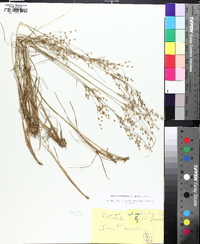 Juncus anthelatus image