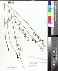 Delphinium carolinianum image