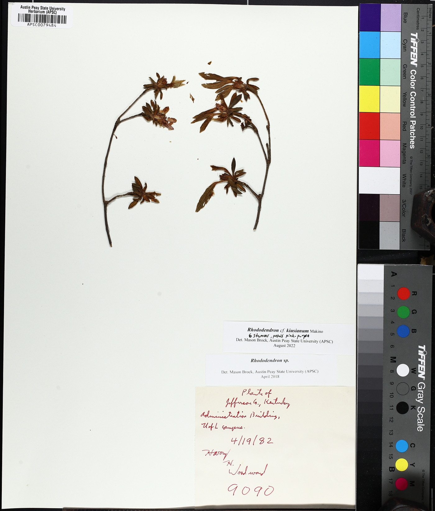 Rhododendron kiusianum image
