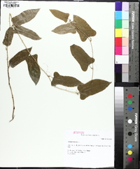 Smilax bona-nox image