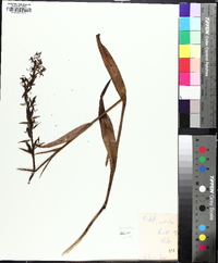 Platanthera lacera image