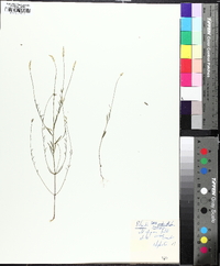 Polygala ambigua image