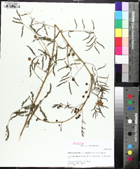 Mimosa microphylla image