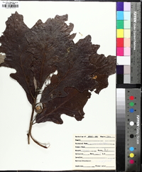 Quercus bicolor image