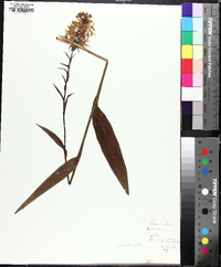 Platanthera ciliaris image