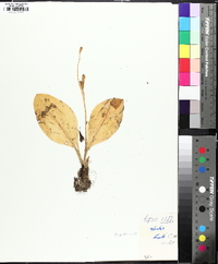 Liparis liliifolia image