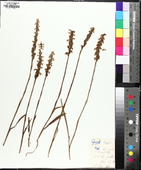 Spiranthes cernua image