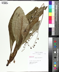 Andersonglossum virginianum image