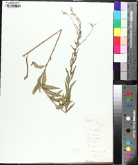 Oenothera filipes image