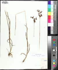 Juncus biflorus image