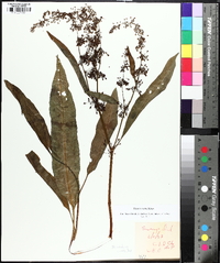 Rumex verticillatus image