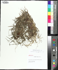 Muhlenbergia schreberi image