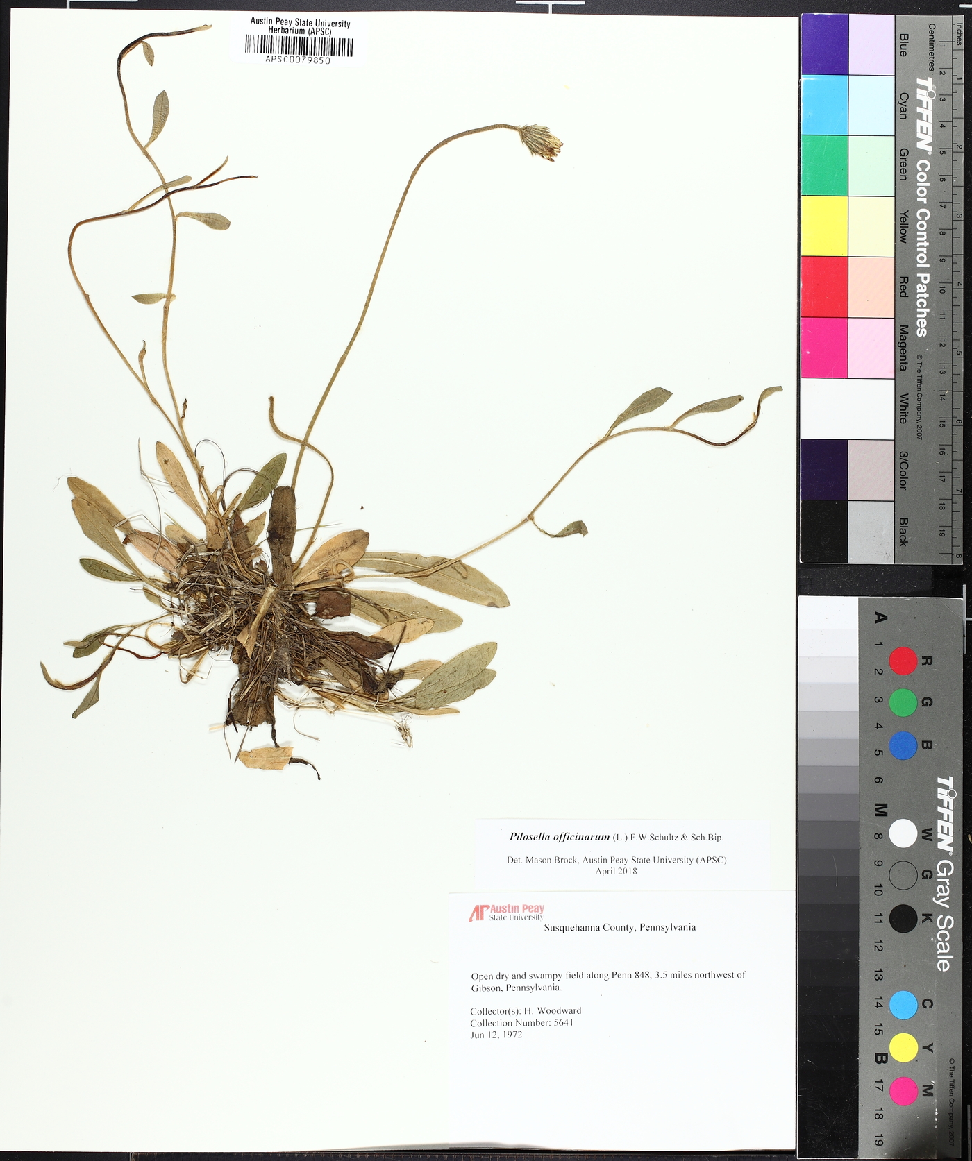 Pilosella officinarum image