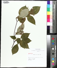 Swida alternifolia image