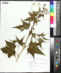 Ripariosida hermaphrodita image