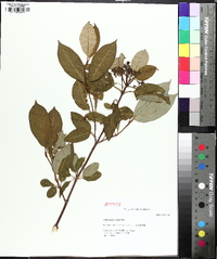 Viburnum cassinoides image