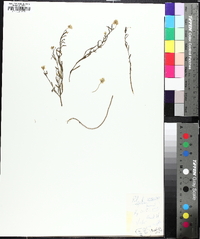 Polygala sanguinea image