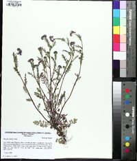 Phacelia purshii image