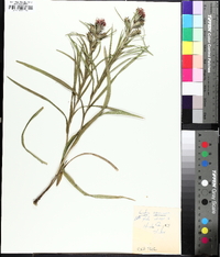 Liatris squarrosa image