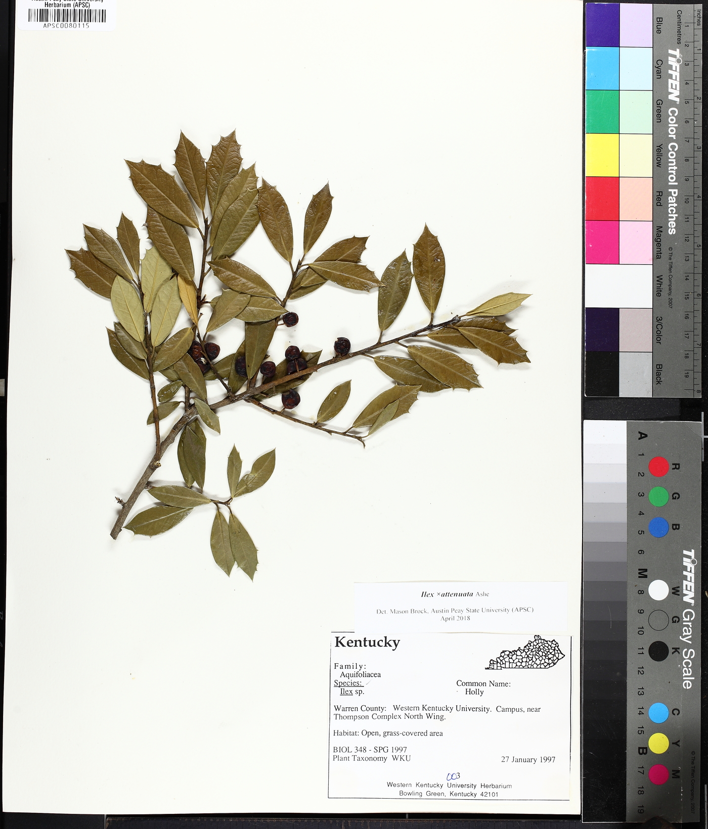 Ilex x attenuata image