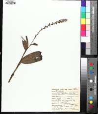 Platanthera flava image