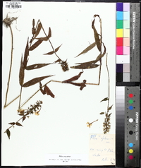 Phlox maculata image