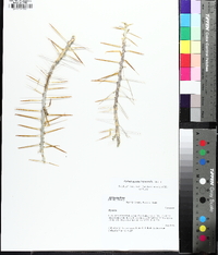 Cylindropuntia leptocaulis image