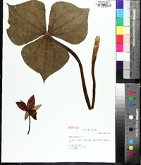 Trillium sulcatum image