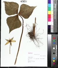 Trillium erectum image