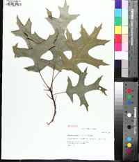 Quercus coccinea image