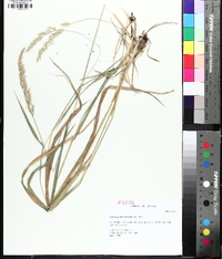 Greeneochloa coarctata image