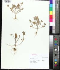 Atriplex prostrata image