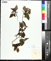 Crataegus viridis image