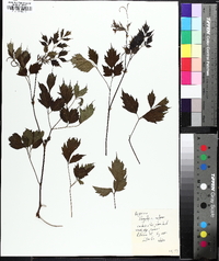 Nekemias arborea image