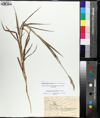 Bothriochloa laguroides var. torreyana image