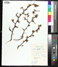 Prunus angustifolia image