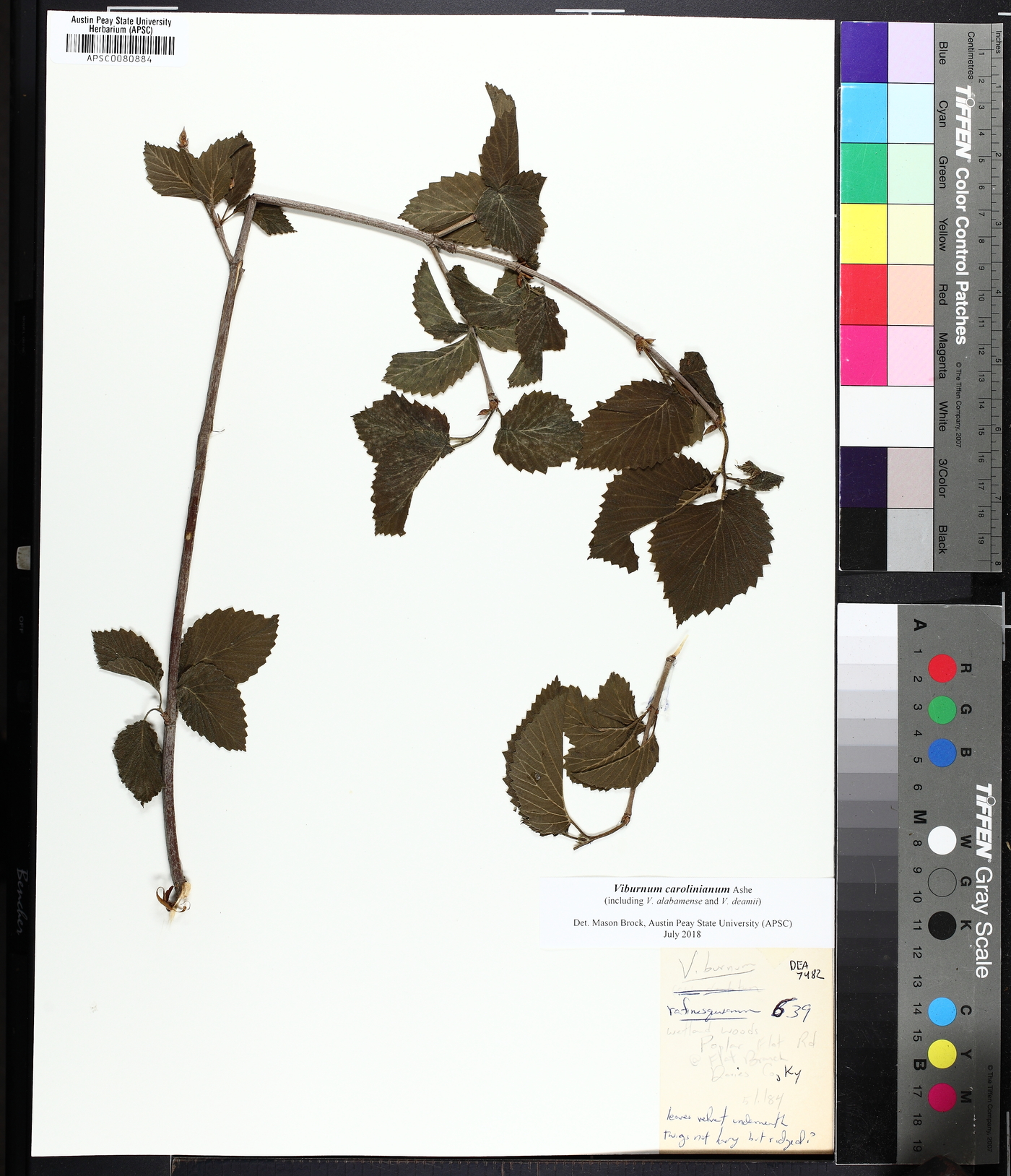 Viburnum dentatum var. deamii image